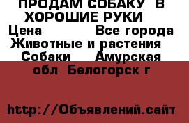 ПРОДАМ СОБАКУ  В ХОРОШИЕ РУКИ  › Цена ­ 4 000 - Все города Животные и растения » Собаки   . Амурская обл.,Белогорск г.